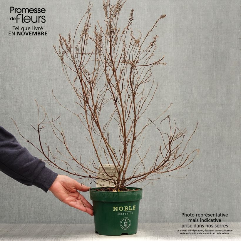 Esemplare di Clethra alnifolia Sixteen Candles Vaso da 2L/3L come consegnato in autunno