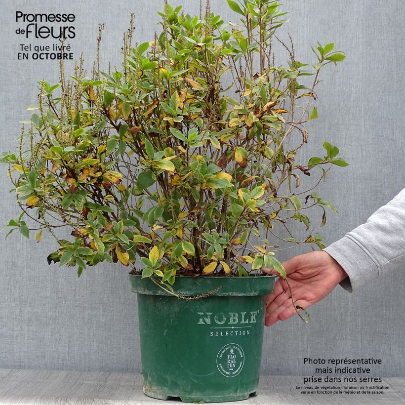 Esemplare di Clethra alnifolia Sixteen Candles Vaso da 7,5L/10L come consegnato in autunno