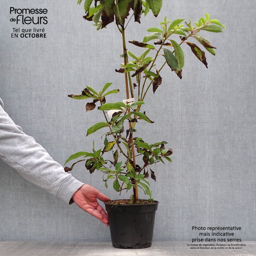 Esemplare di Clethra barbinervis Great Star Minbarb Vaso da 4L/5L come consegnato in autunno
