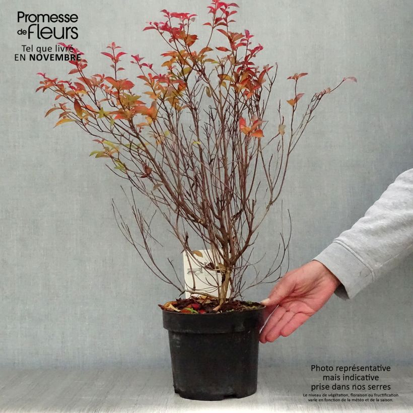Esemplare di Clethra barbinervis Vaso da 3L/4L come consegnato in autunno