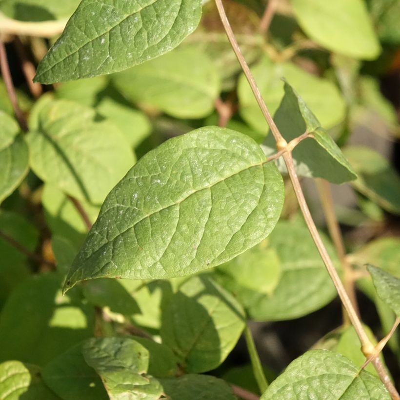 Clethra fargesii (Fogliame)