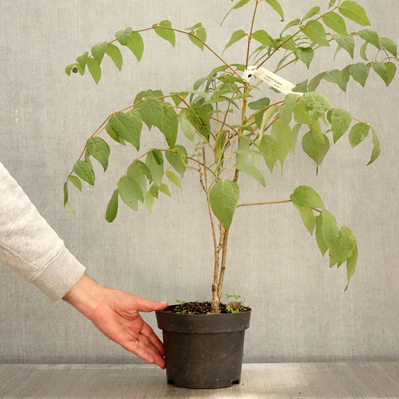 Esemplare di Clethra fargesii Vaso da 2L/3L come consegnato in autunno