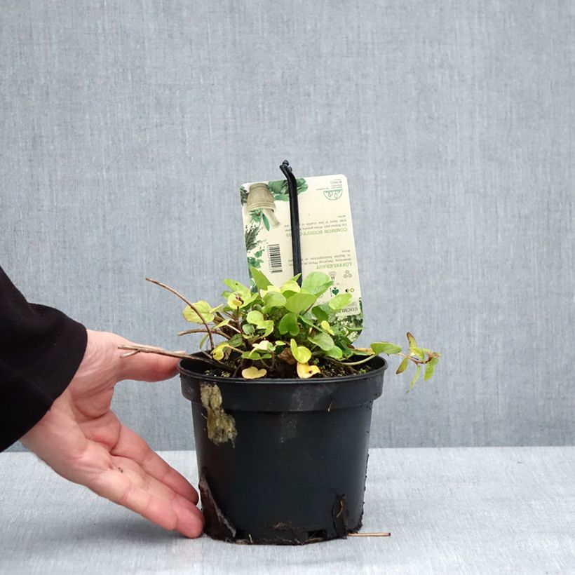 Cochlearia officinalis - Coclearia medicinale Vaso da 1,5L/2L esemplare consegnato in inverno