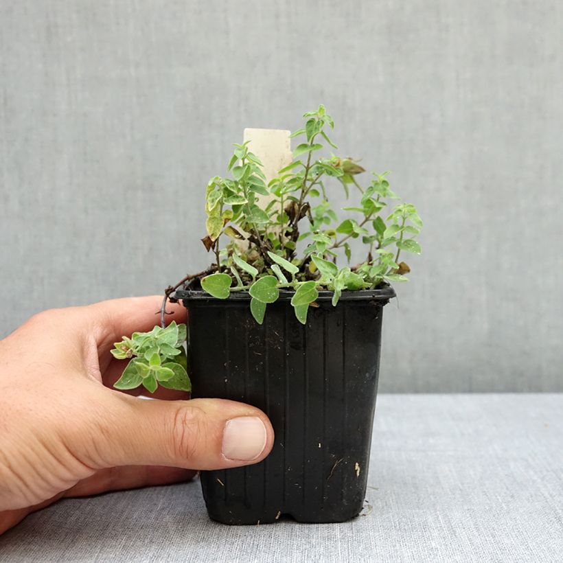 Esemplare di Codonopsis clematidea Vasetto da 8/9 cm consegnato in estate