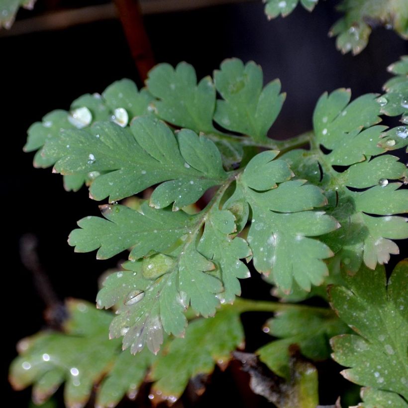 Dicentra formosa Luxuriant (Fogliame)