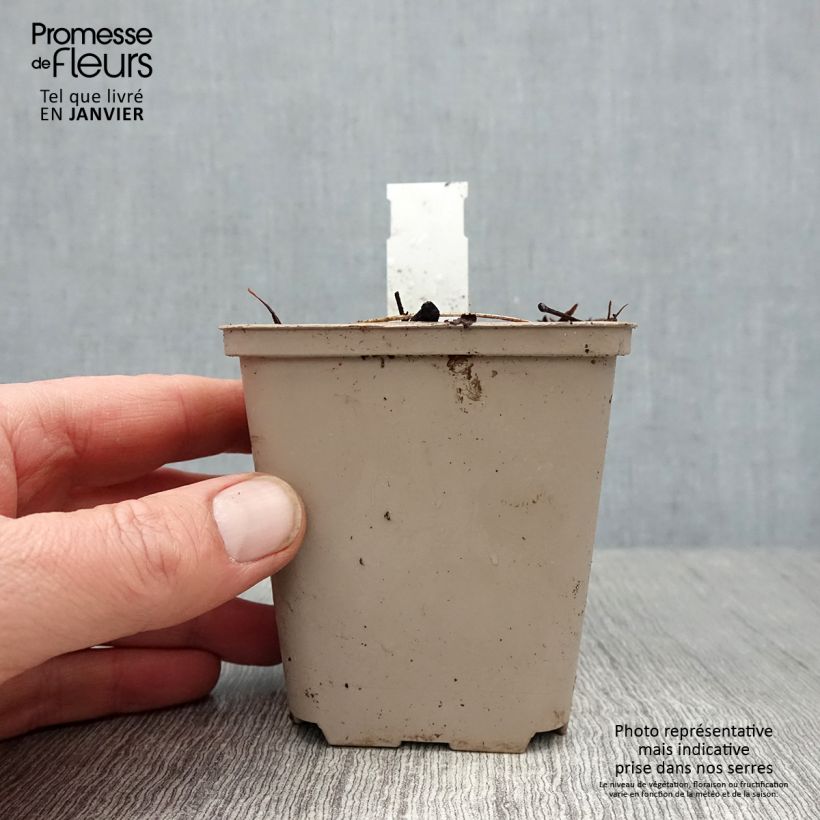 Dicentra spectabilis Ruby Gold - Cuore di Maria Vasetto da 8/9 cm esemplare consegnato in inverno