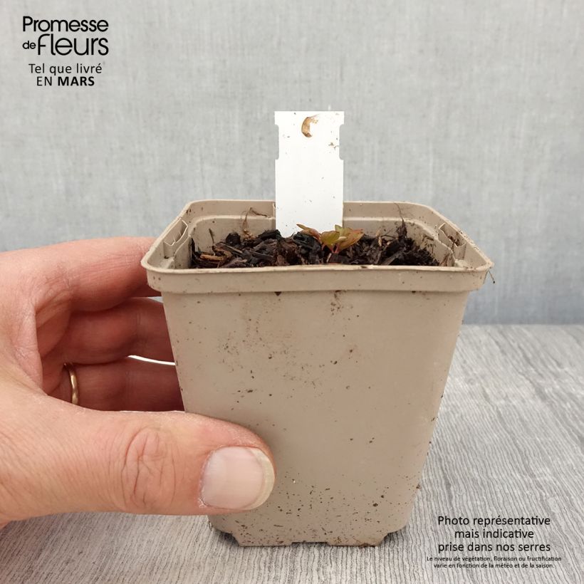 Dicentra spectabilis Ruby Gold - Cuore di Maria Vasetto da 8/9 cm esemplare consegnato in primavera