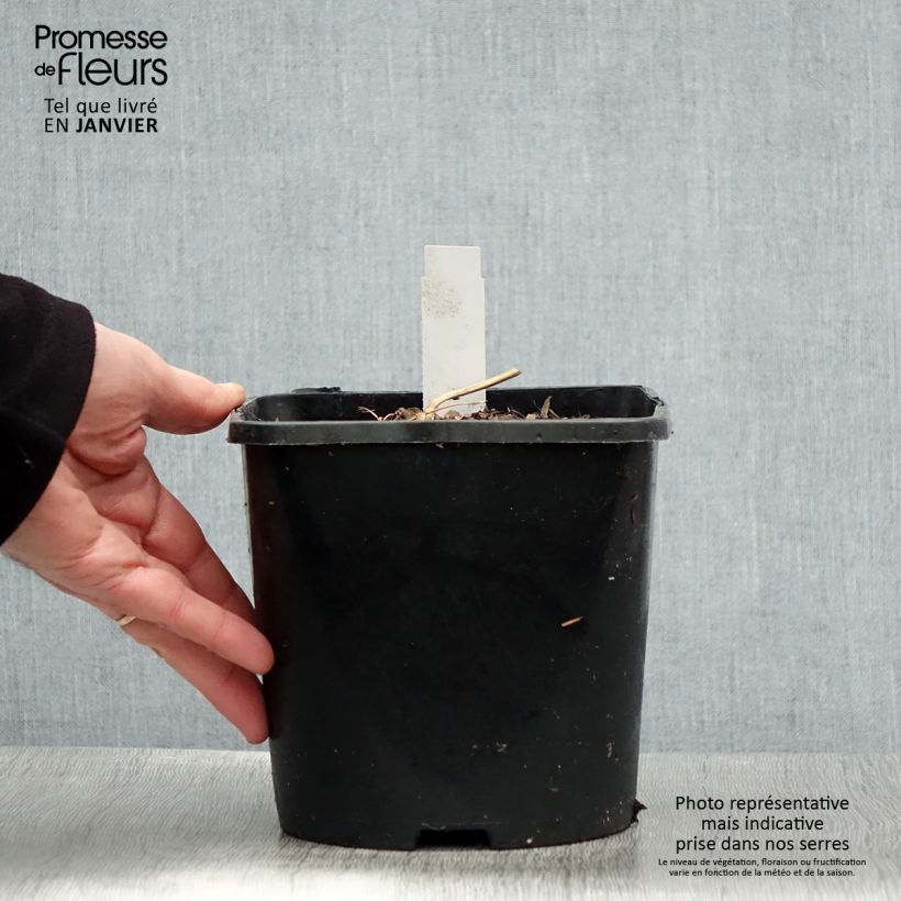 Dicentra spectabilis Yellow Leaf - Cuore di Maria Vaso da 3L/4L esemplare consegnato in inverno