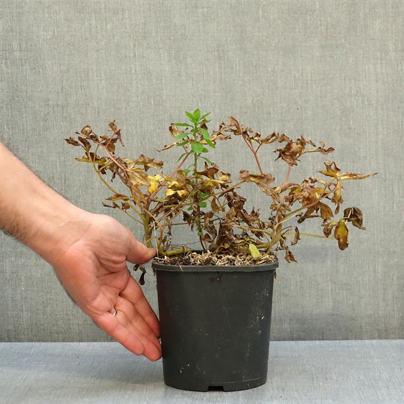 Esemplare di Dicentra spectabilis Goldheart - Cuore di Maria Vaso da 2L/3L come consegnato in autunno