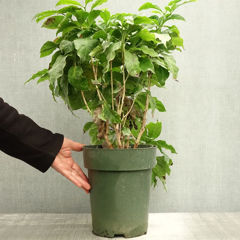 Esemplare di Coffea arabica - Pianta del caffè Vaso da 6L/7L come consegnato in autunno