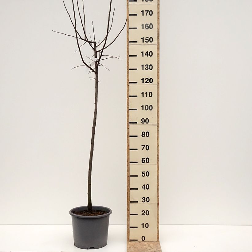 Cotogno Aromatnaya Vaso da 12L/15L esemplare consegnato in inverno