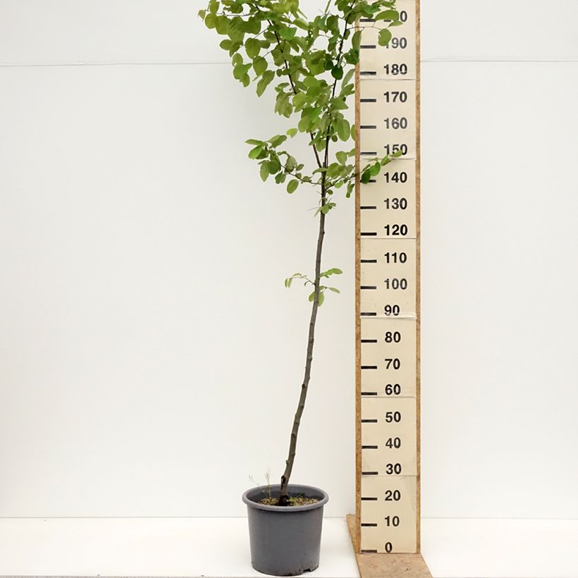 Cotogno Aromatnaya Vaso da 12L/15L esemplare consegnato in primavera