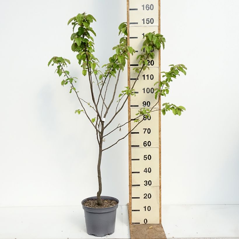 Cotogno Champion Vaso da 7,5L/10L, Vasetto esemplare consegnato in primavera