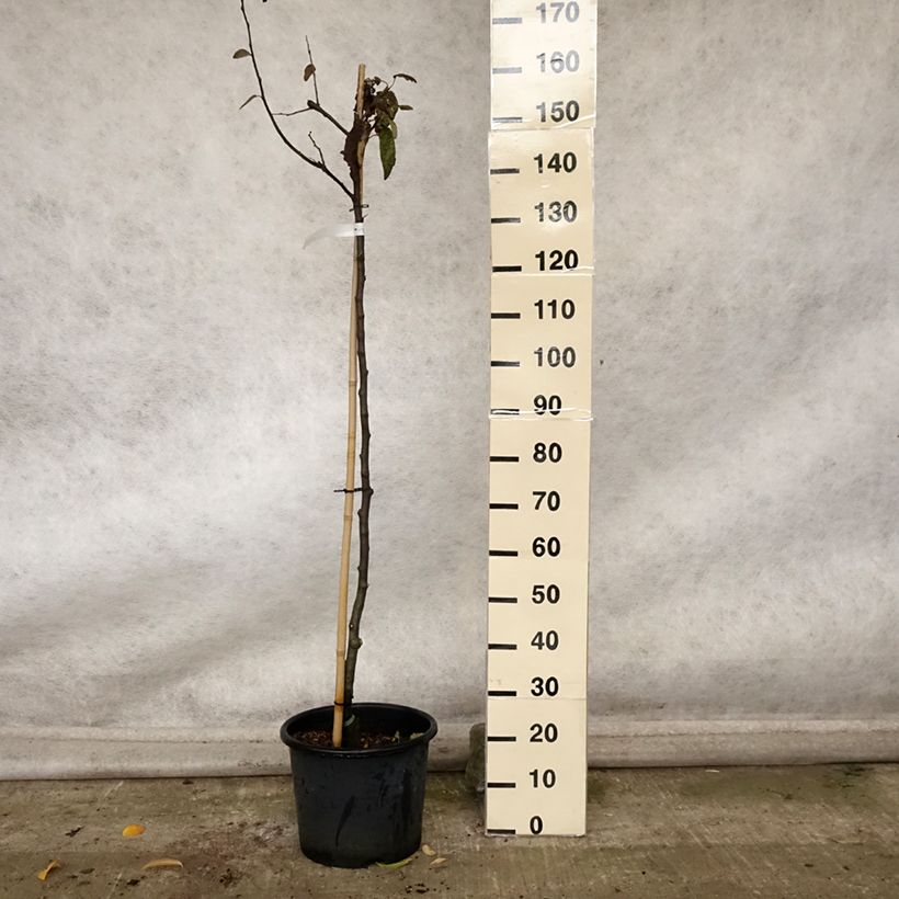 Esemplare di Cotogno Champion Vaso da 12L/15L, Vaso impalcato medio come consegnato in autunno
