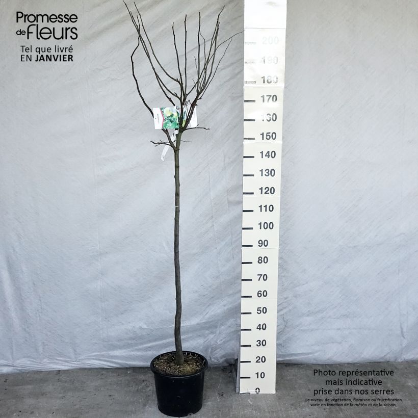 Cotogno Champion Vaso da 12L/15L, Vaso impalcato medio esemplare consegnato in inverno