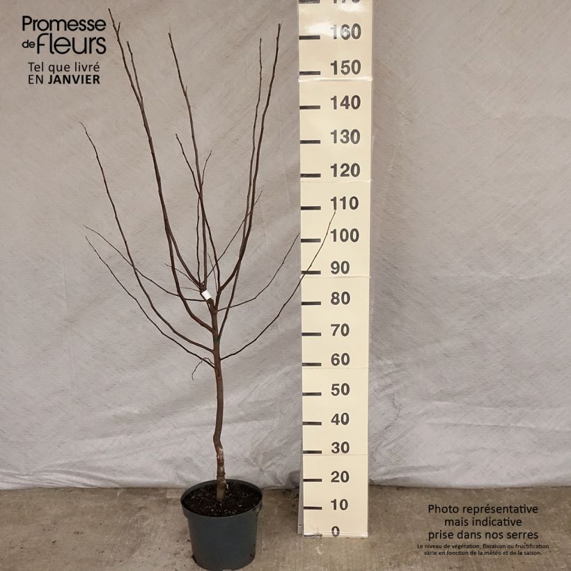 Cotogno Leskovacz Vaso da 7,5L/10L esemplare consegnato in inverno