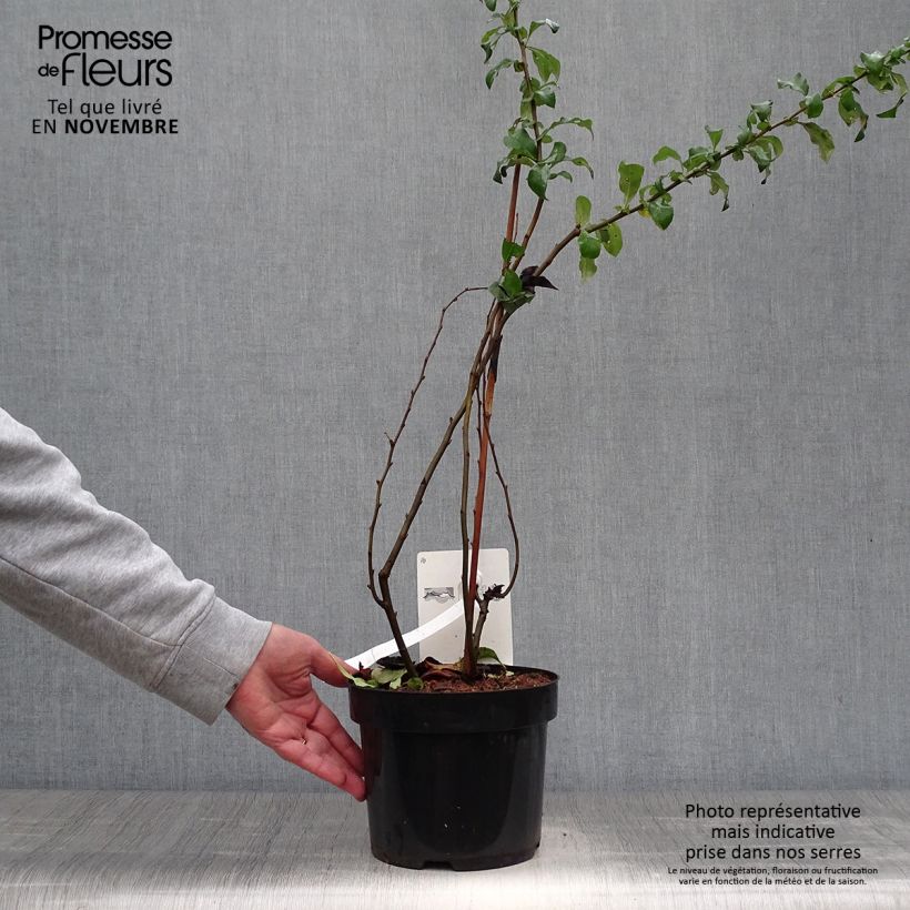 Esemplare di Chaenomeles superba Cameo - Fior di Pesco Vaso da 3L/4L come consegnato in autunno