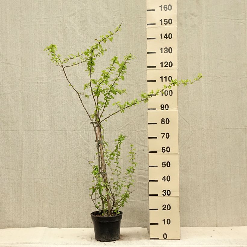 Esemplare di Chaenomeles superba Cameo - Fior di Pesco Vaso da 3L/4L consegnato in estate