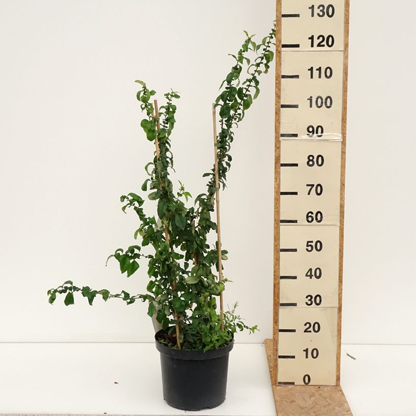 Esemplare di Chaenomeles superba Cameo - Fior di Pesco Vaso da 7,5L/10L consegnato in estate