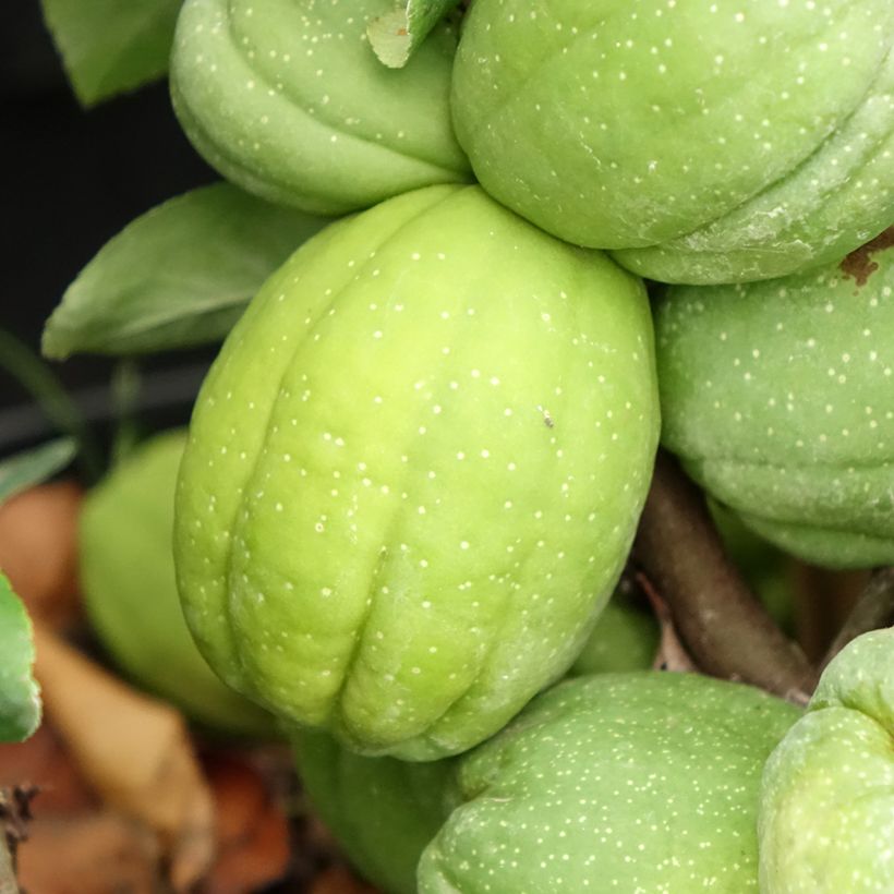 Chaenomeles superba Cameo - Fior di Pesco (Raccolta)