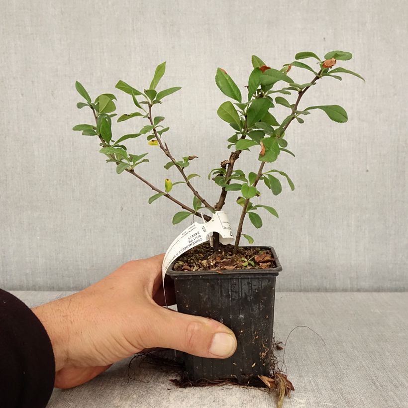 Cognassier du Japon - Chaenomeles speciosa Double Delice Love Vasetto da 8/9 cm esemplare consegnato in primavera