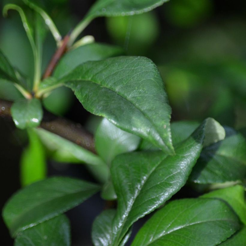 Chaenomeles speciosa Fire dance - Fior di Pesco (Fogliame)