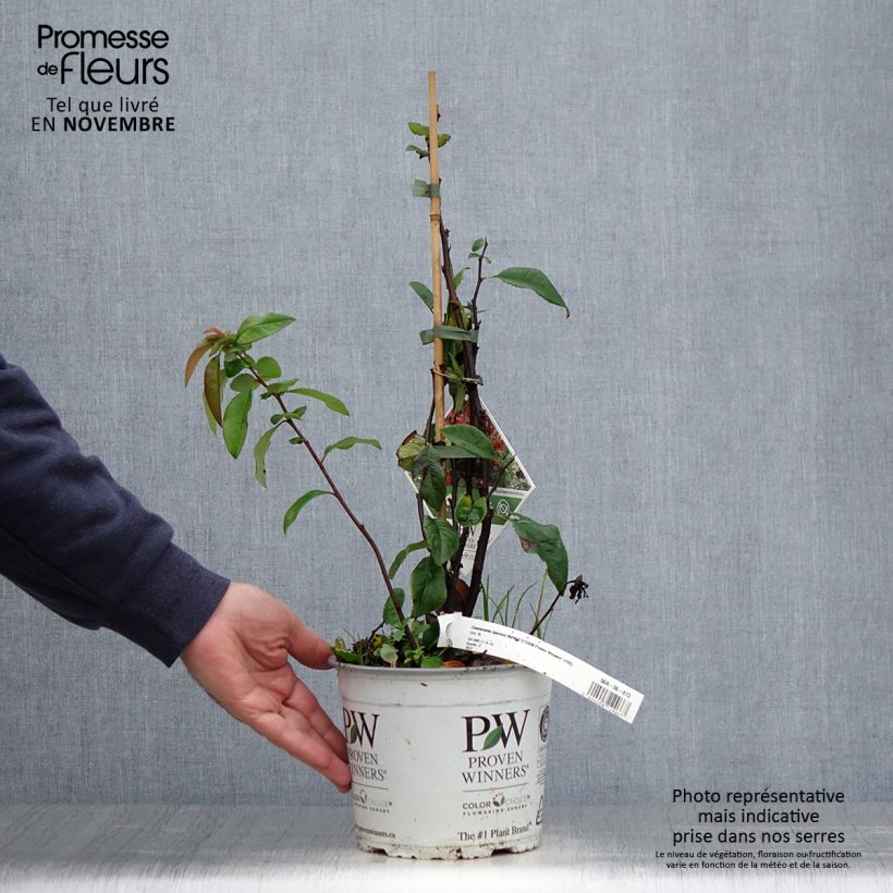 Esemplare di Chaenomeles speciosa Mango Storm - Fior di Pesco Vaso da 3L/4L come consegnato in autunno