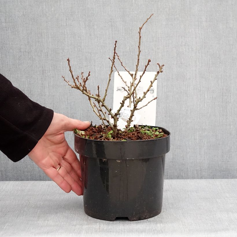 Chaenomeles speciosa Red Kimono - Fior di Pesco Vaso da 4L/5L esemplare consegnato in inverno