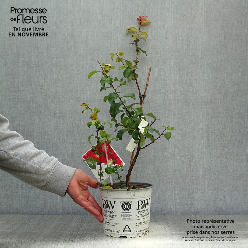 Esemplare di Chaenomeles speciosa Scarlet Storm - Fior di Pesco Vaso da 3L/4L come consegnato in autunno