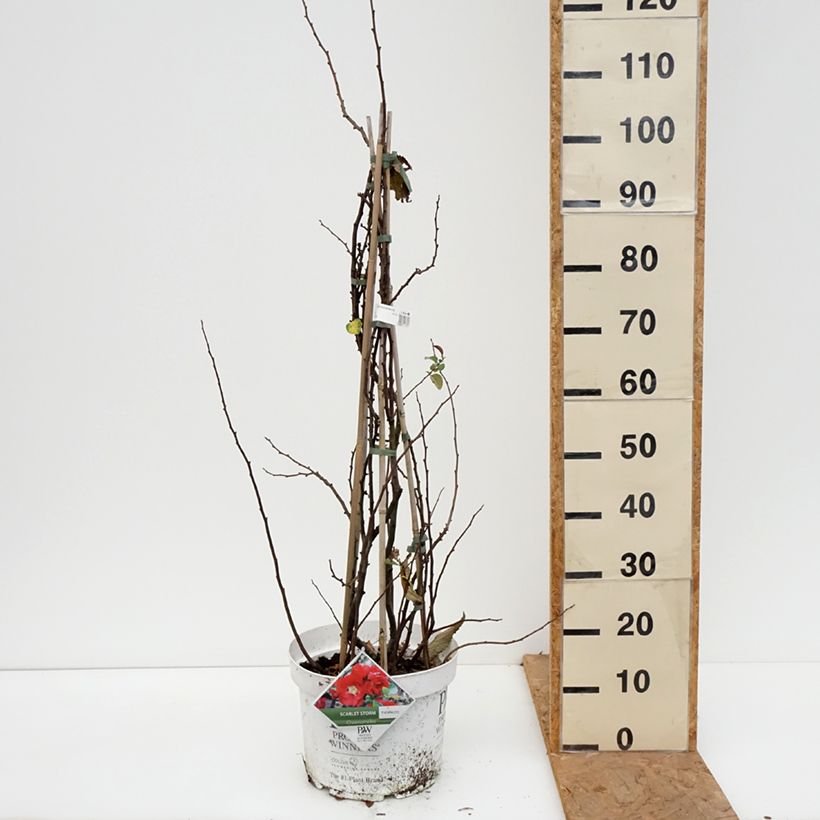 Esemplare di Chaenomeles speciosa Scarlet Storm - Fior di Pesco Vaso da 7,5L/10L come consegnato in autunno