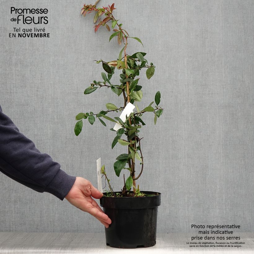 Esemplare di Chaenomeles speciosa Toyo-Nishiki - Fior di Pesco Vaso da 2L/3L come consegnato in autunno
