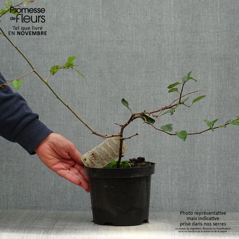 Esemplare di Chaenomeles superba Etna - Fior di Pesco Vaso da 2L/3L come consegnato in autunno