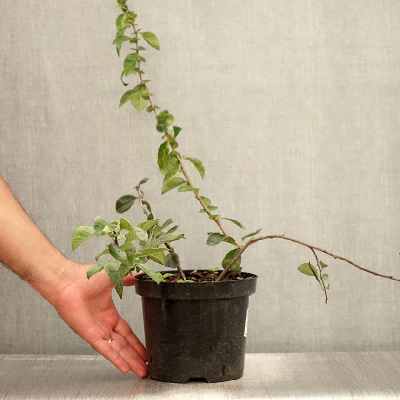 Esemplare di Chaenomeles superba Etna - Fior di Pesco Vaso da 2L/3L consegnato in estate
