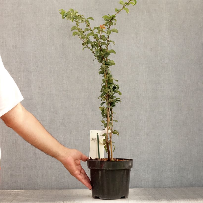 Esemplare di Chaenomeles superba Salmon Horizon - Fior di Pesco Vaso da 2L/3L consegnato in estate