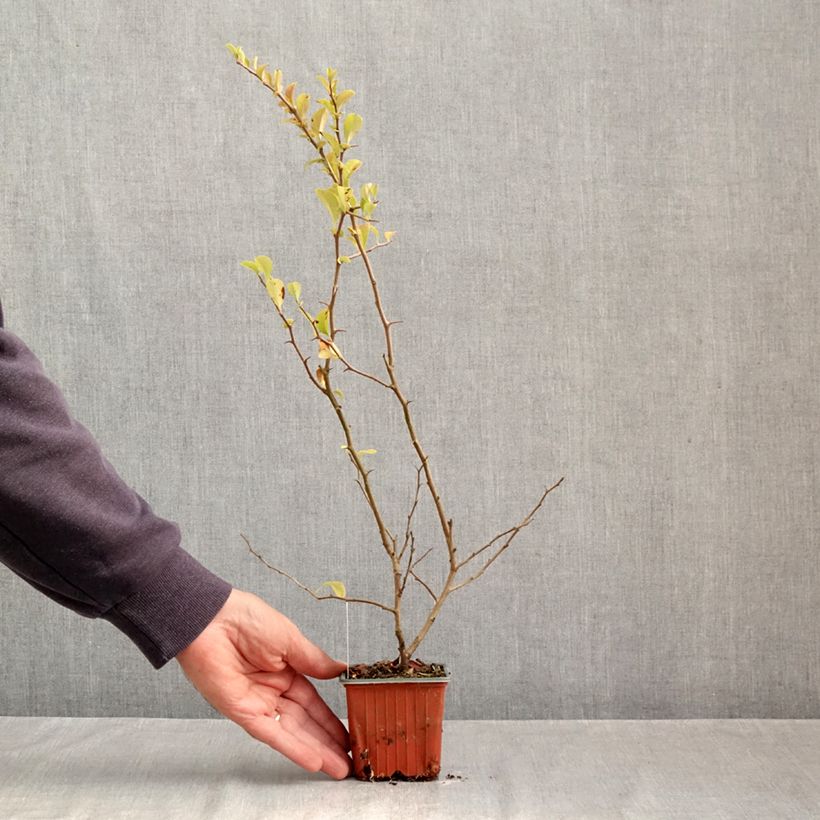 Esemplare di Chaenomeles superba Salmon Horizon - Fior di Pesco Vasetto da 8/9 cm come consegnato in autunno