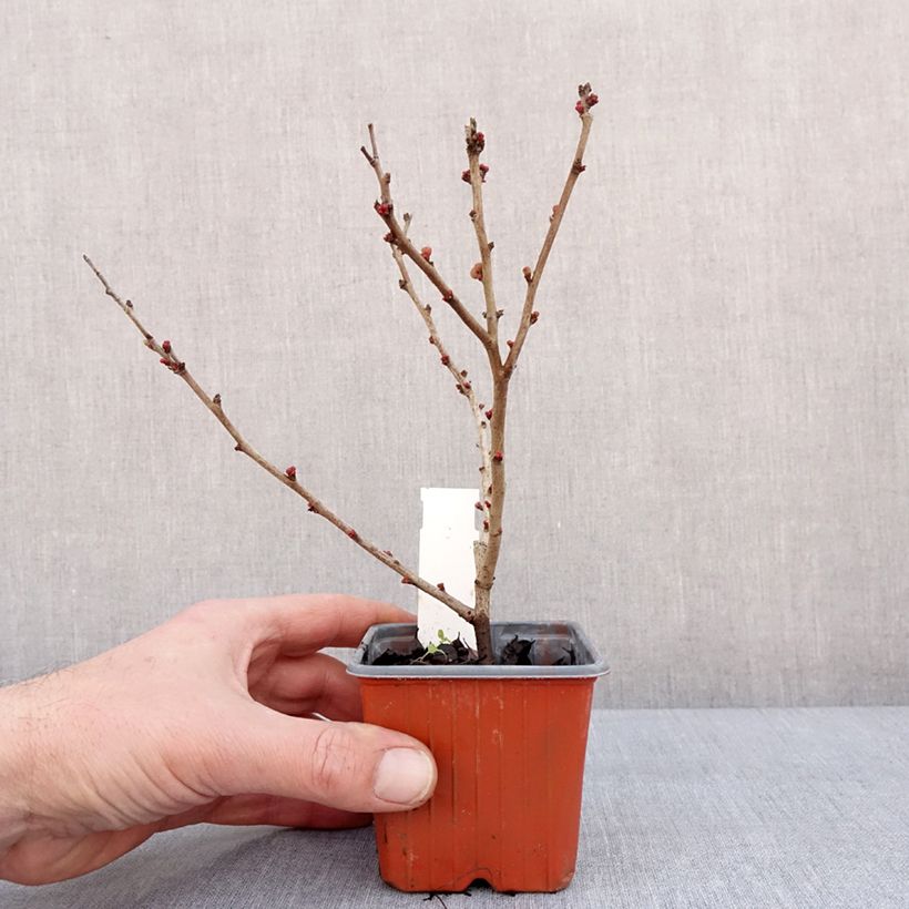 Chaenomeles superba Salmon Horizon - Fior di Pesco Vasetto da 8/9 cm esemplare consegnato in inverno