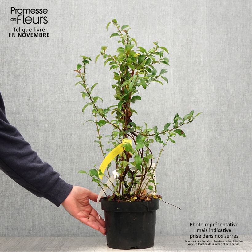 Esemplare di Chaenomeles superba Texas Scarlet - Fior di Pesco Vaso da 2L/3L come consegnato in autunno