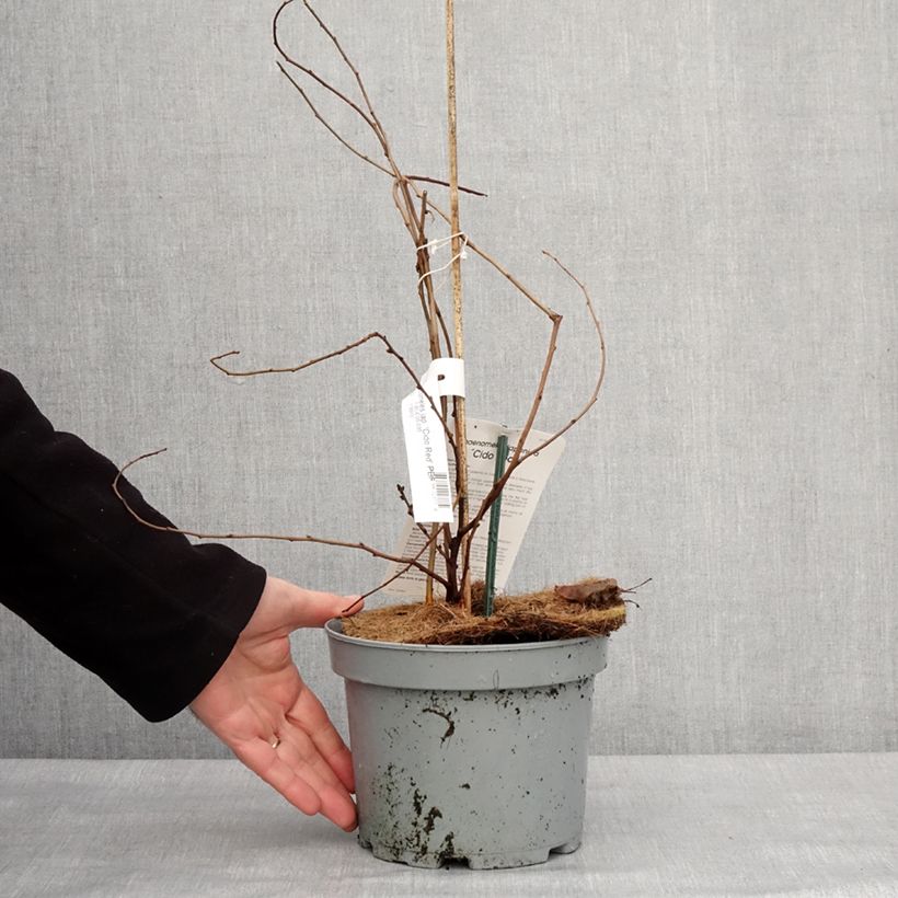 Chaenomeles japonica Cido Red - Cotogno giapponese Vaso da 2L/3L, Multifusto esemplare consegnato in inverno