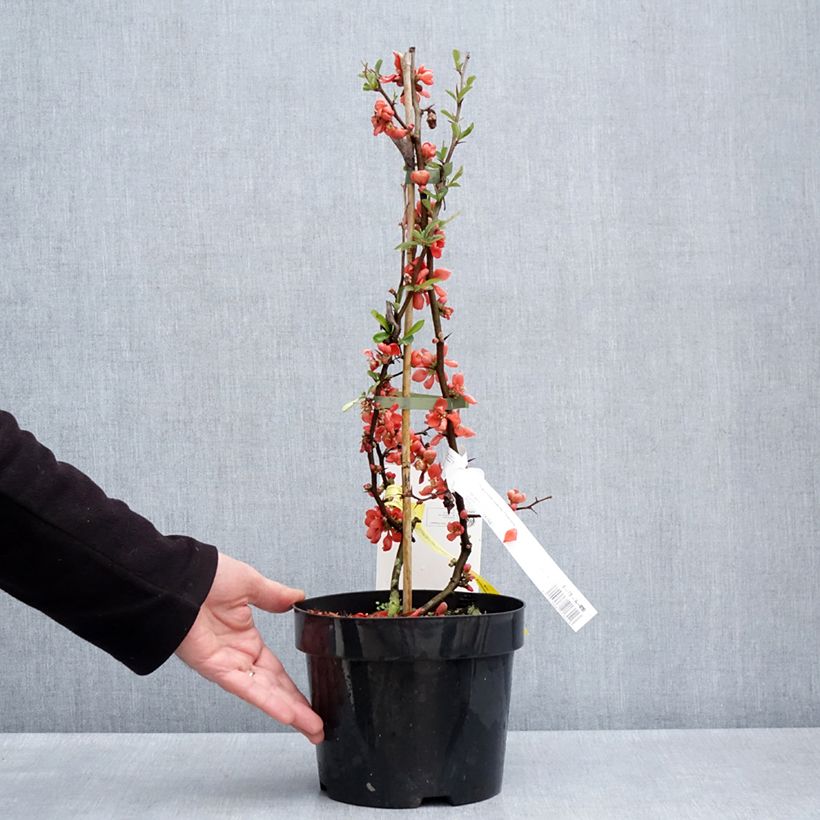 Chaenomeles superba Clementine - Fior di Pesco Vaso da 3L/4L esemplare consegnato in primavera