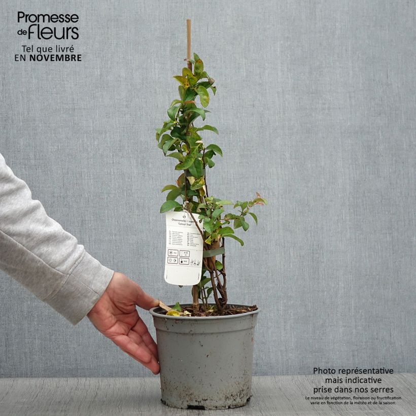 Esemplare di Chaenomeles superba Colour Trail - Fior di Pesco Vaso da 3L/4L come consegnato in autunno