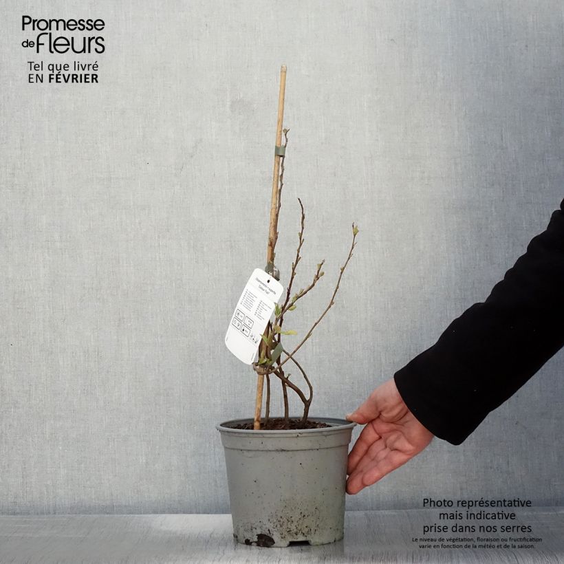 Chaenomeles superba Colour Trail - Fior di Pesco Vaso da 3L/4L esemplare consegnato in inverno