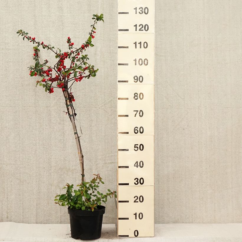 Chaenomeles superba Colour Trail - Fior di Pesco Vaso da 3L/4L esemplare consegnato in primavera