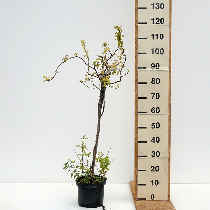 Esemplare di Chaenomeles superba Crimson and Gold - Fior di Pesco Vaso da 4L/5L come consegnato in autunno