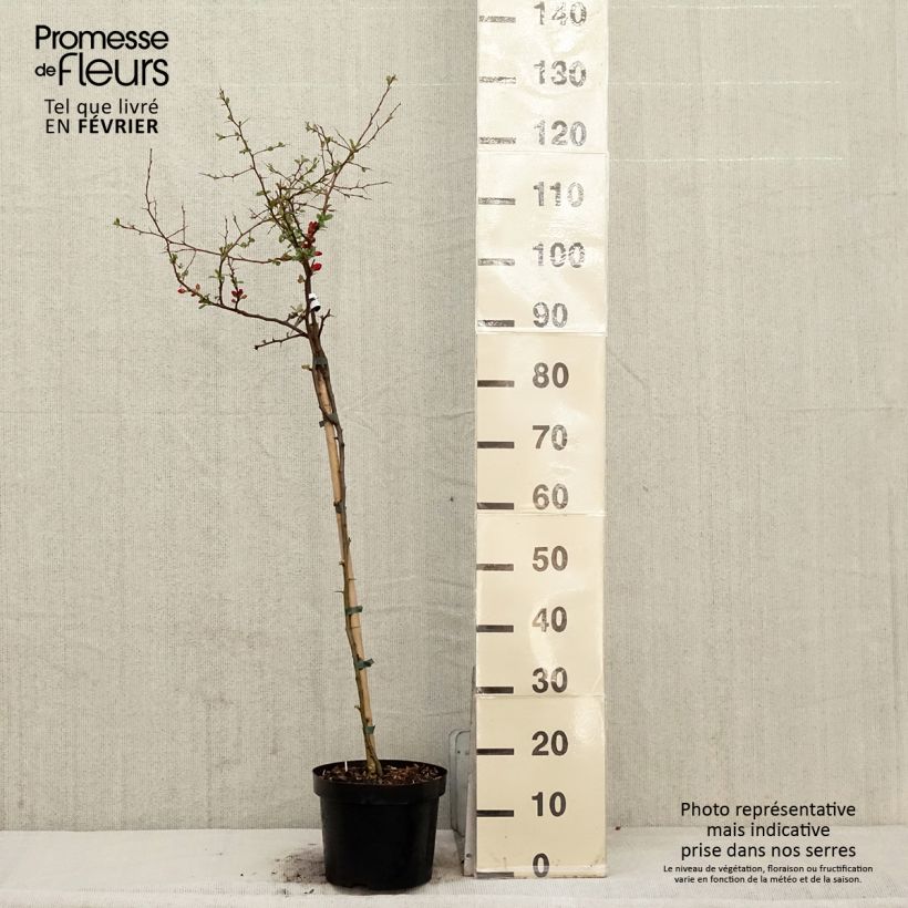 Chaenomeles superba Crimson and Gold - Fior di Pesco Vaso da 4L/5L esemplare consegnato in inverno