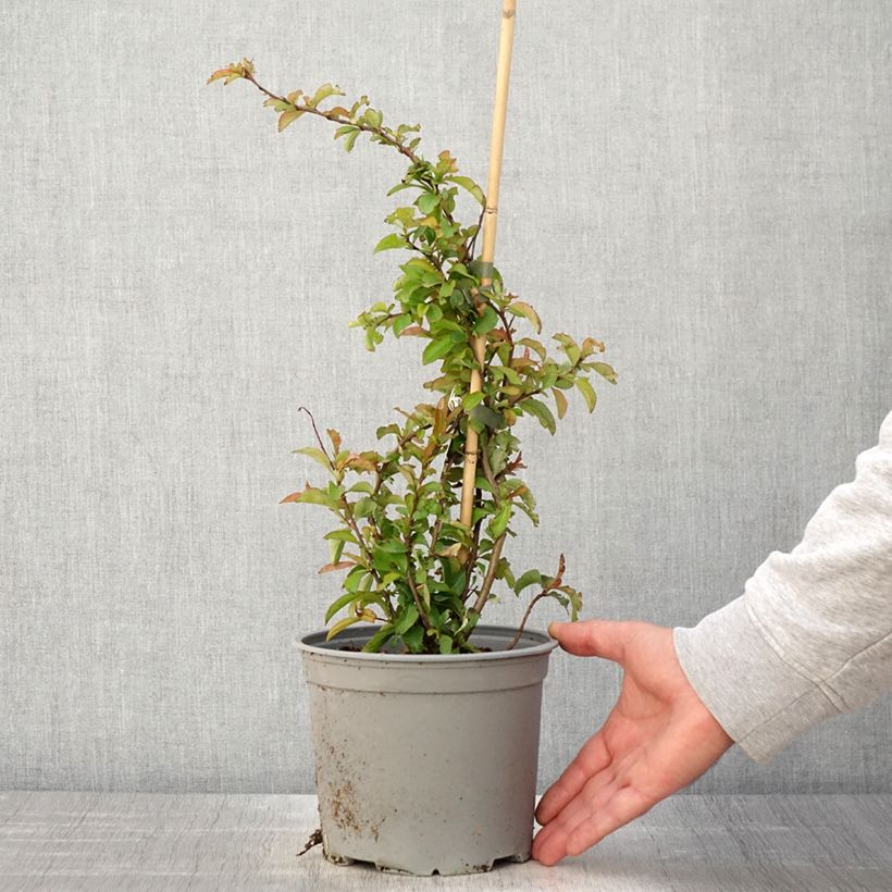 Chaenomeles superba Crimson and Gold - Fior di Pesco Vaso da 4L/5L esemplare consegnato in primavera