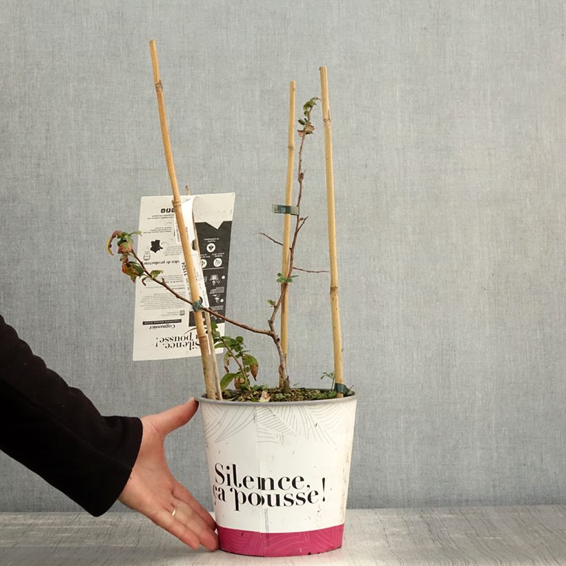 Esemplare di Chaenomeles speciosa Eximia - Fior di Pesco Vaso da 4L/5L come consegnato in autunno