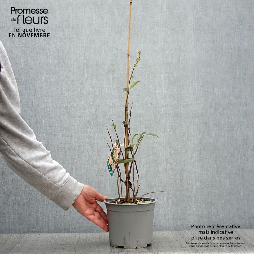 Esemplare di Chaenomeles speciosa Flocon Rose - Fior di Pesco Vaso da 3L/4L come consegnato in autunno