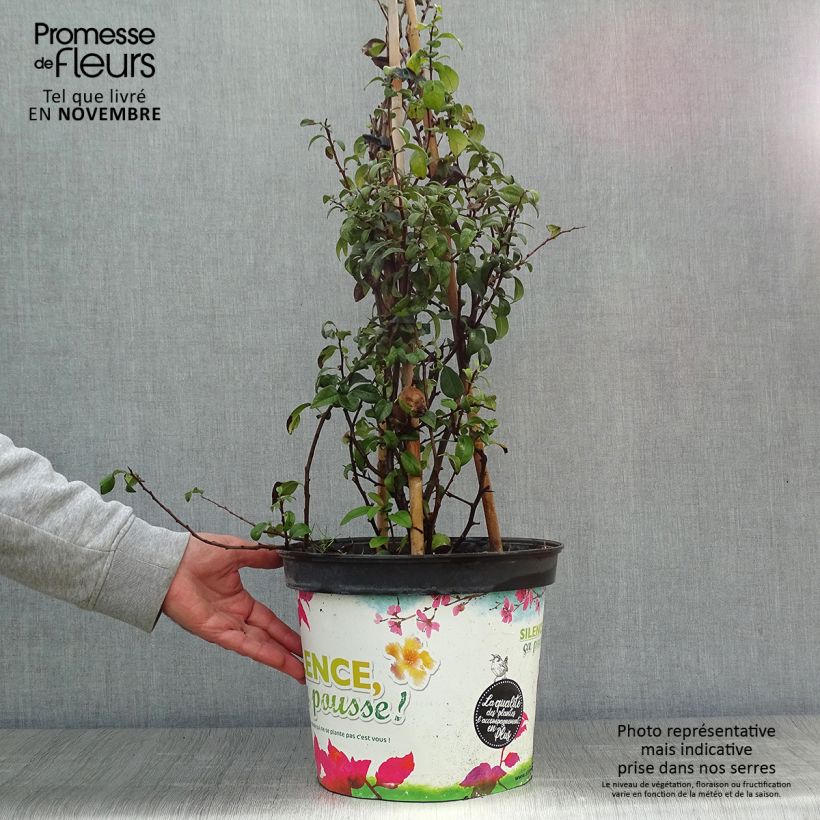 Esemplare di Chaenomeles speciosa Friesdorfer - Fior di Pesco Vaso da 7,5L/10L come consegnato in autunno