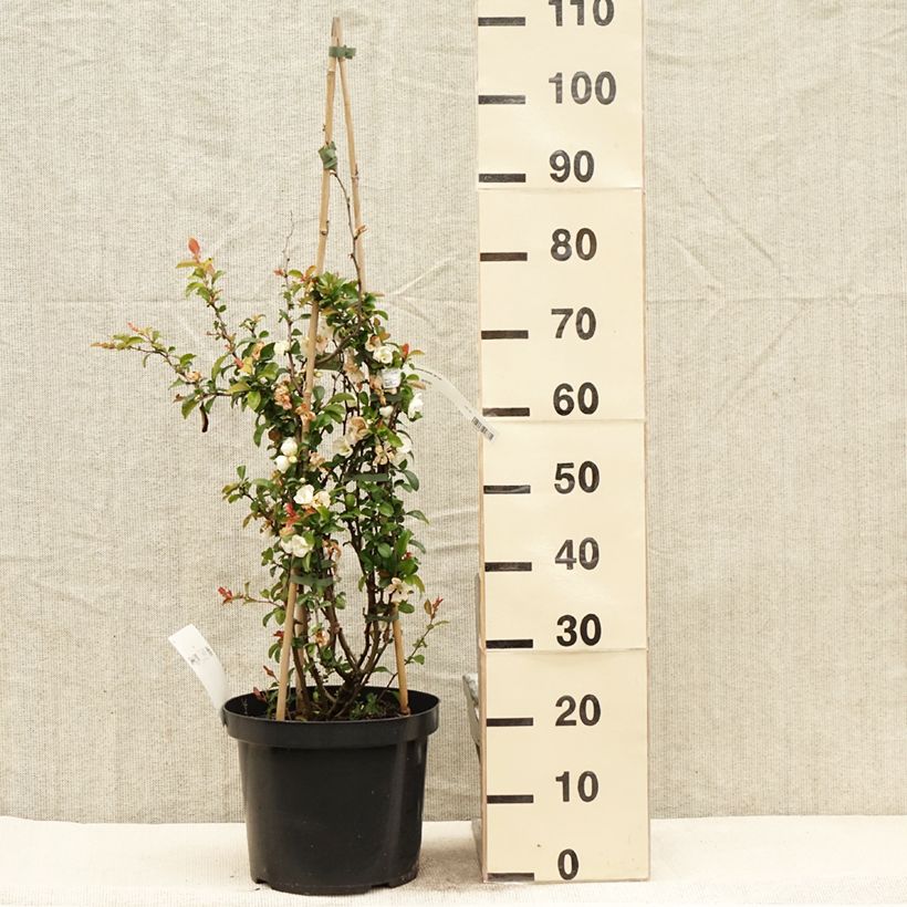 Chaenomeles superba Jet Trail - Fior di Pesco Vaso da 7,5L/10L esemplare consegnato in primavera