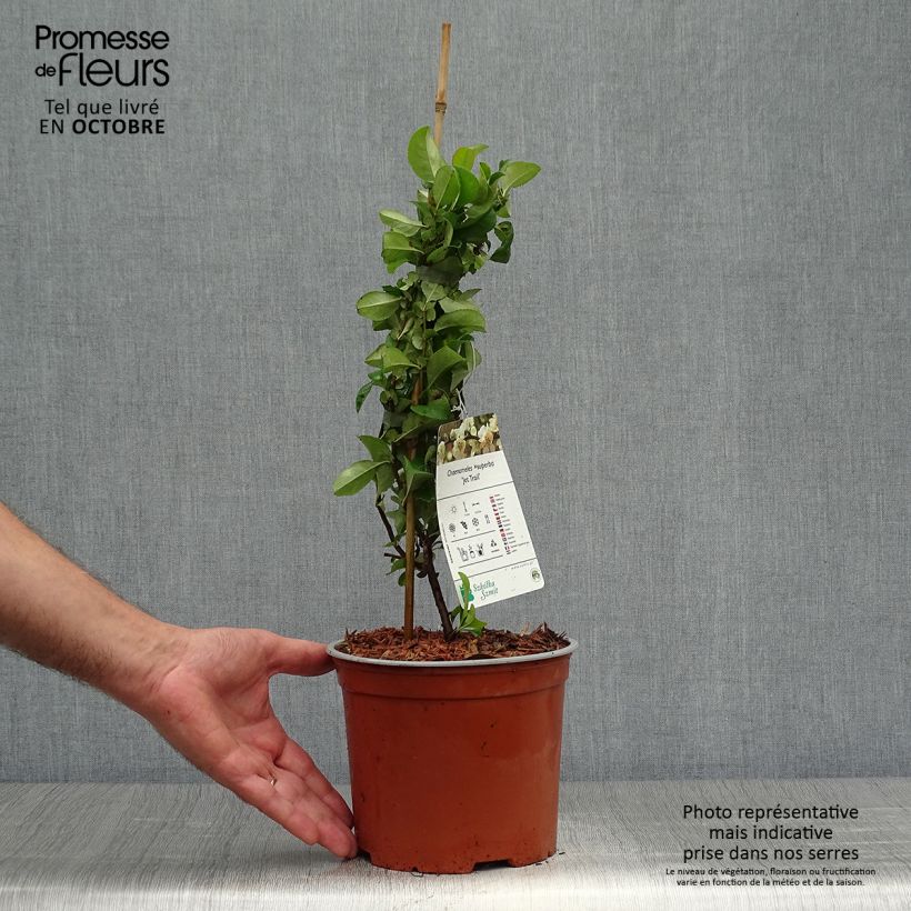 Esemplare di Chaenomeles superba Jet Trail - Fior di Pesco Vaso da 3L/4L come consegnato in autunno